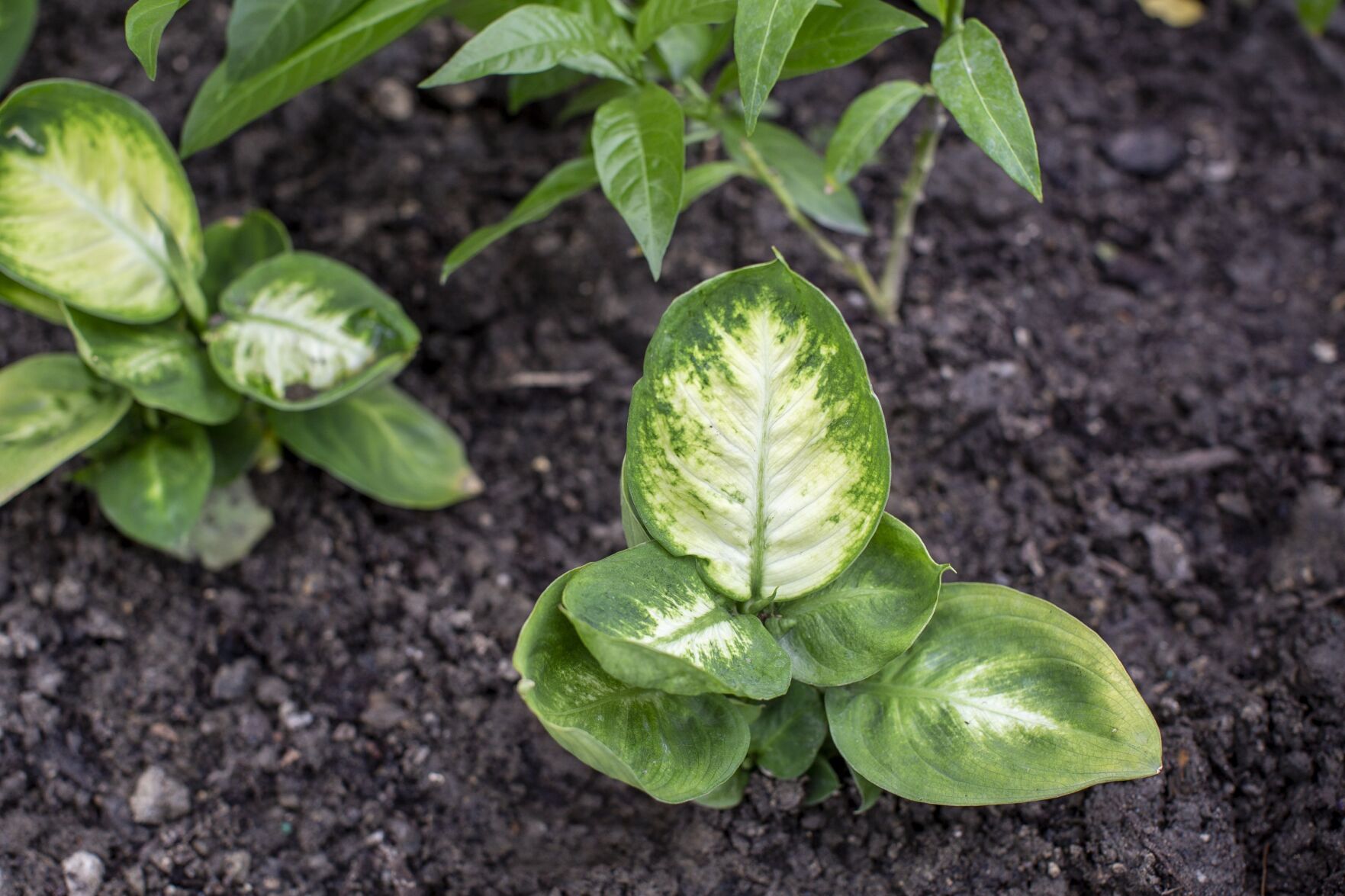 dieffenbachia-indigenousgardener_9.JPG